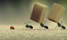蚂蚁社会介绍 蚂蚁进化成功不是没有原因的